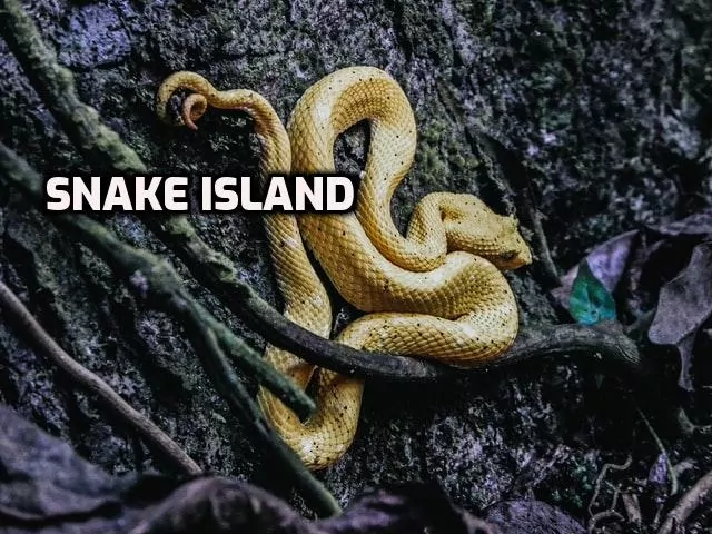 snake Island